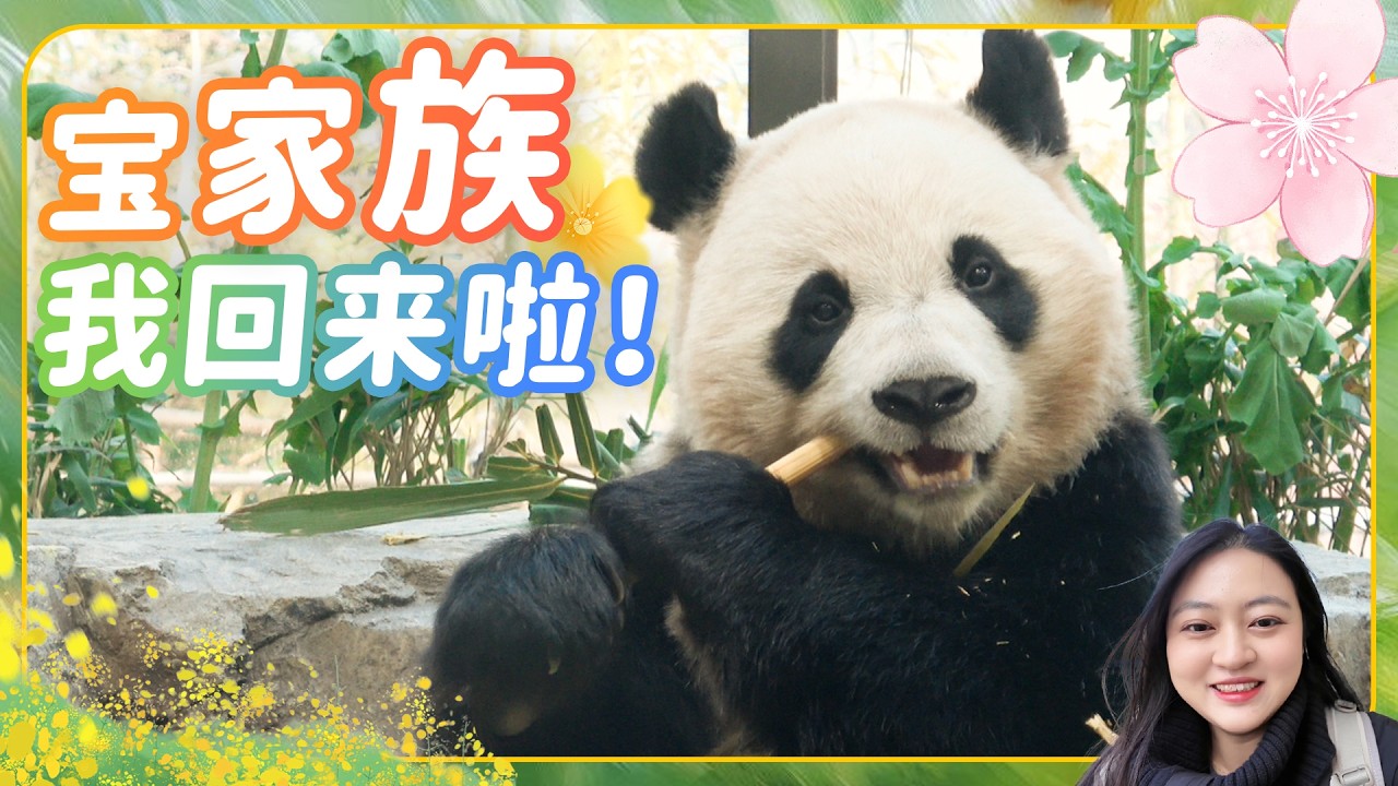 大熊猫宝家族姨母我回来啦～ 新年后第一次来爱宝乐园睿宝辉宝长高了吗🐼爱宝乐园宝家族爱宝乐宝福宝睿宝辉宝日常vlog #大熊猫 #睿宝 #辉宝 #宋爷爷 #宝家族 #爱宝乐园 #熊猫Vlog#韩国旅游