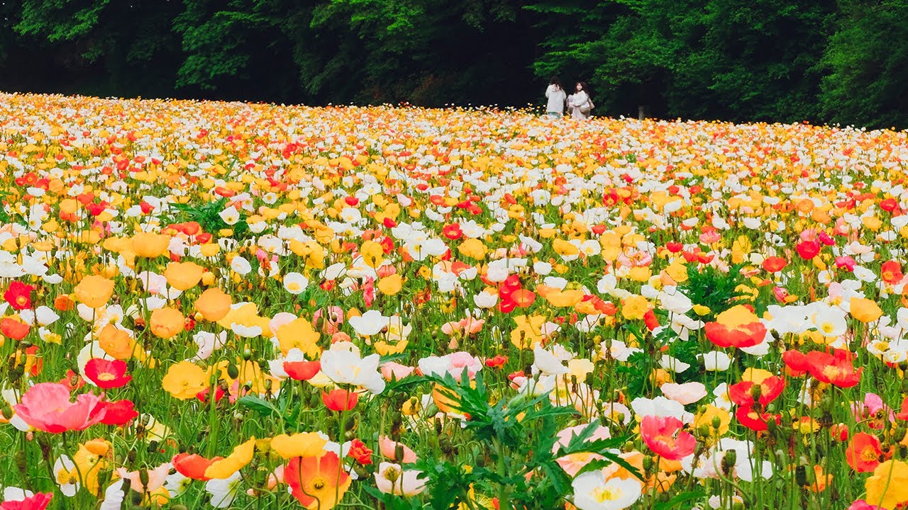 One spring day, beautiful flower garden road. Poppies, Nemophila, and Lupinus. Japan Travel Vlog