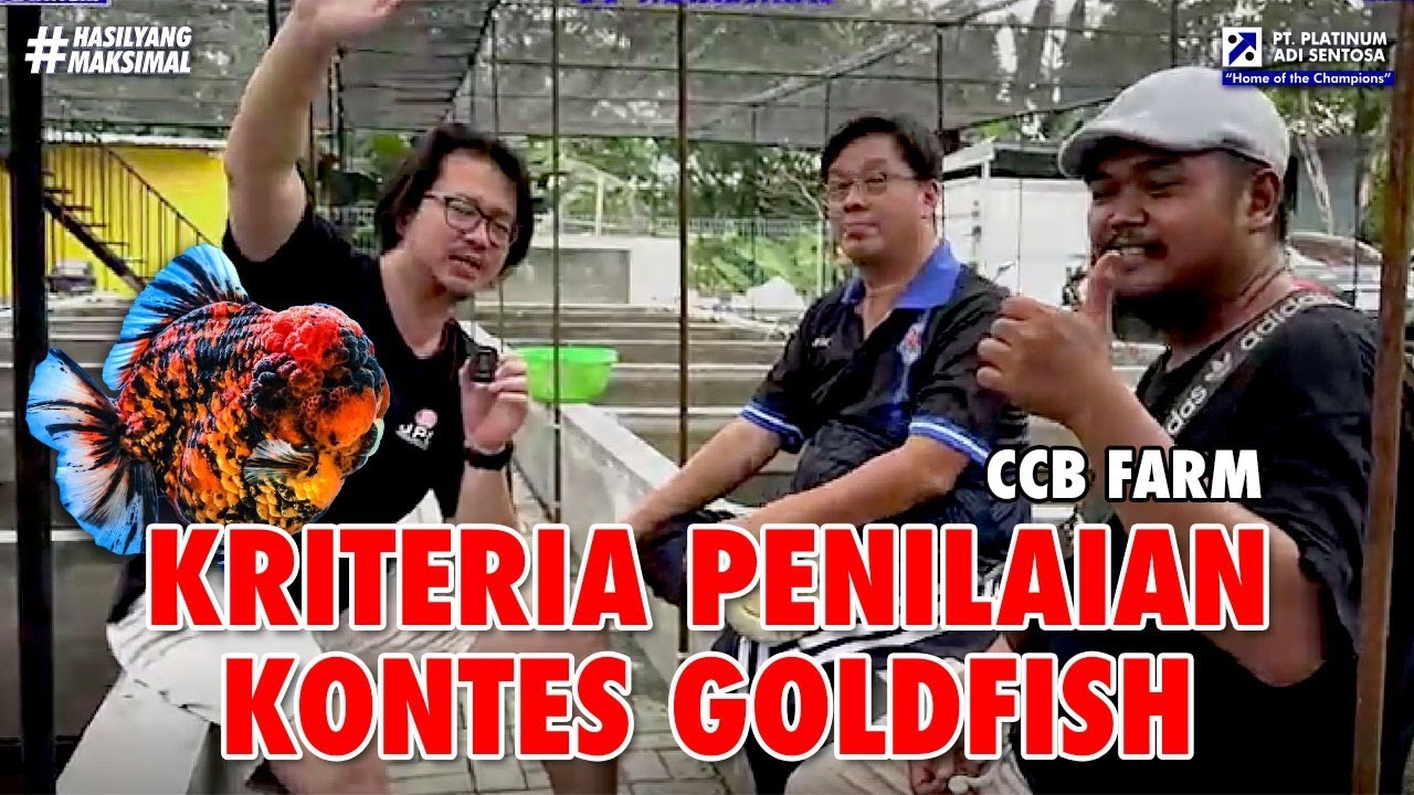 FARM BARU INI MENGHASILKAN GOLDFISH KUALITAS KONTES! TERNYATA INI SYARATNYA AGAR GOLDFISH BISA JUARA