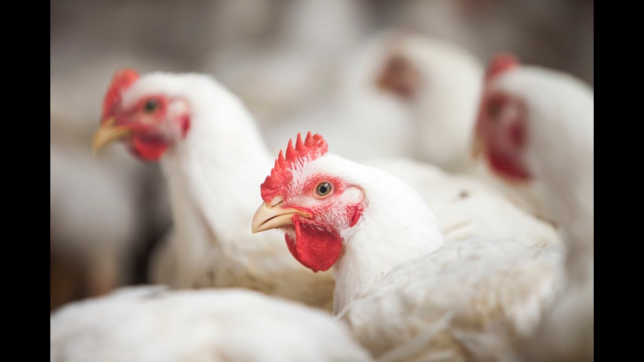 Frango: do ovo ao abatedouro - uma experiência capixaba