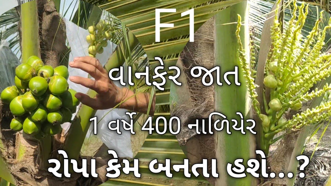 Coconut saplings || કોકોનટ ડે.....નાળિયેરના રોપા બનાવવાની અનોખી કોઠાસૂઝની કળા....! 7878261230