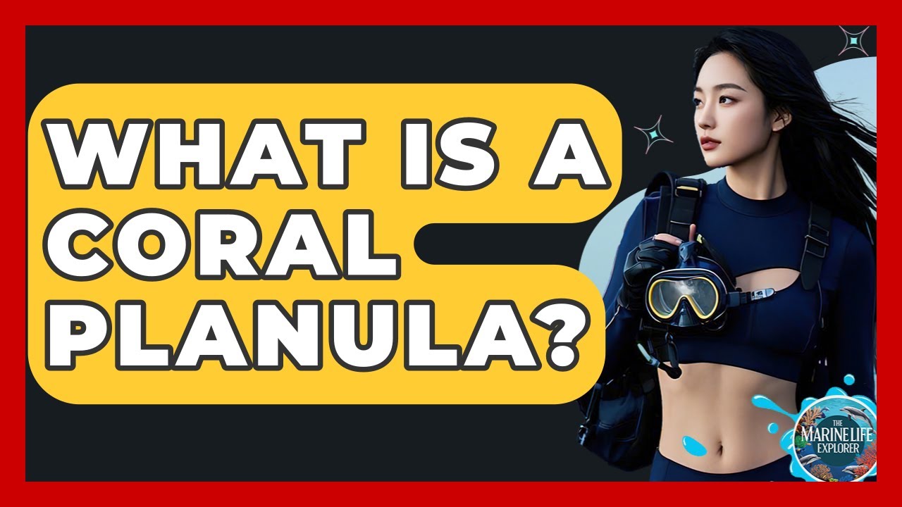 What Is A Coral Planula? - The Marine Life Explorer