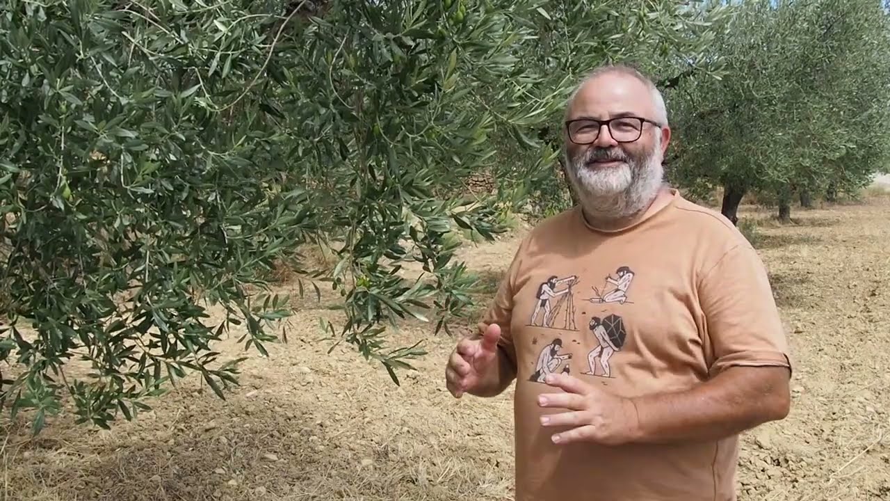 Fases del olivo