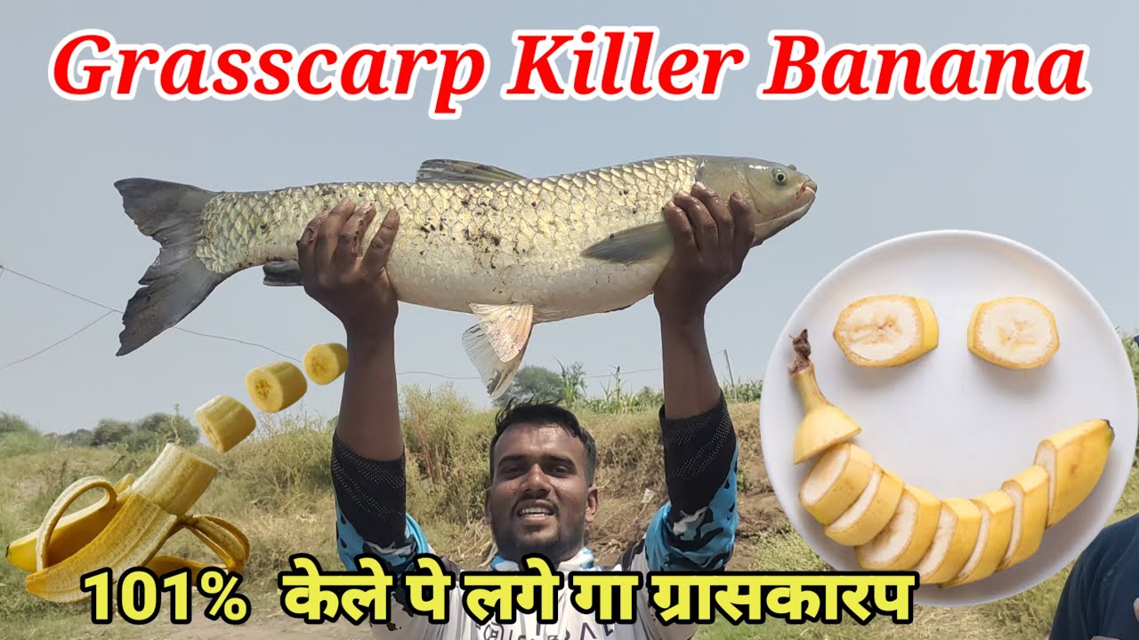 Gaint Grasscarp | 100% catch Grasscarp on banana| 10kg grasscap