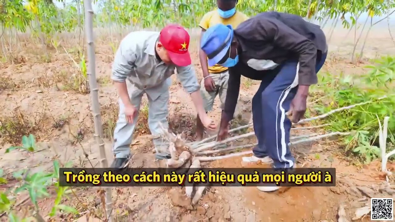 Quanglinhvlogs Cả Bản Làng Phải   Trầm Trồ  Vì Cách Trồng Sắn Đầy Chất Lượng Của Việt Nam