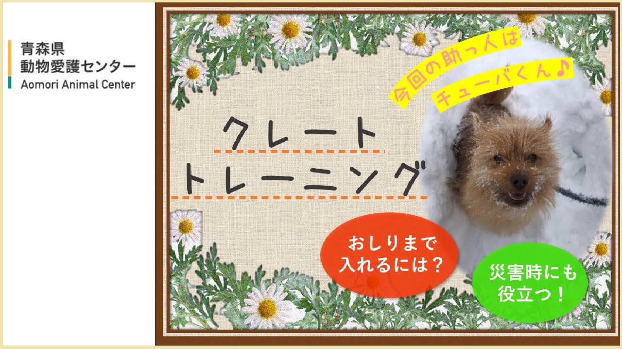 【犬と暮らす】クレートトレーニング