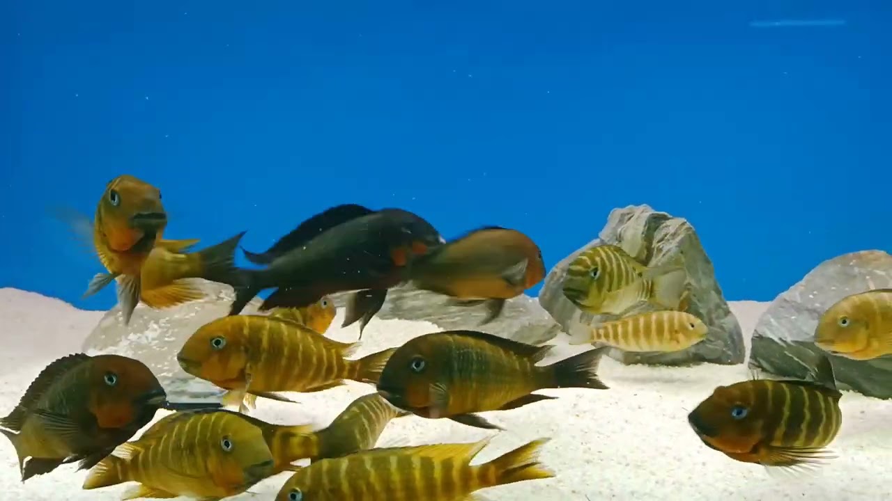 F0 Wild Tropheus Brichardi Mpimbwe Red Cheek
