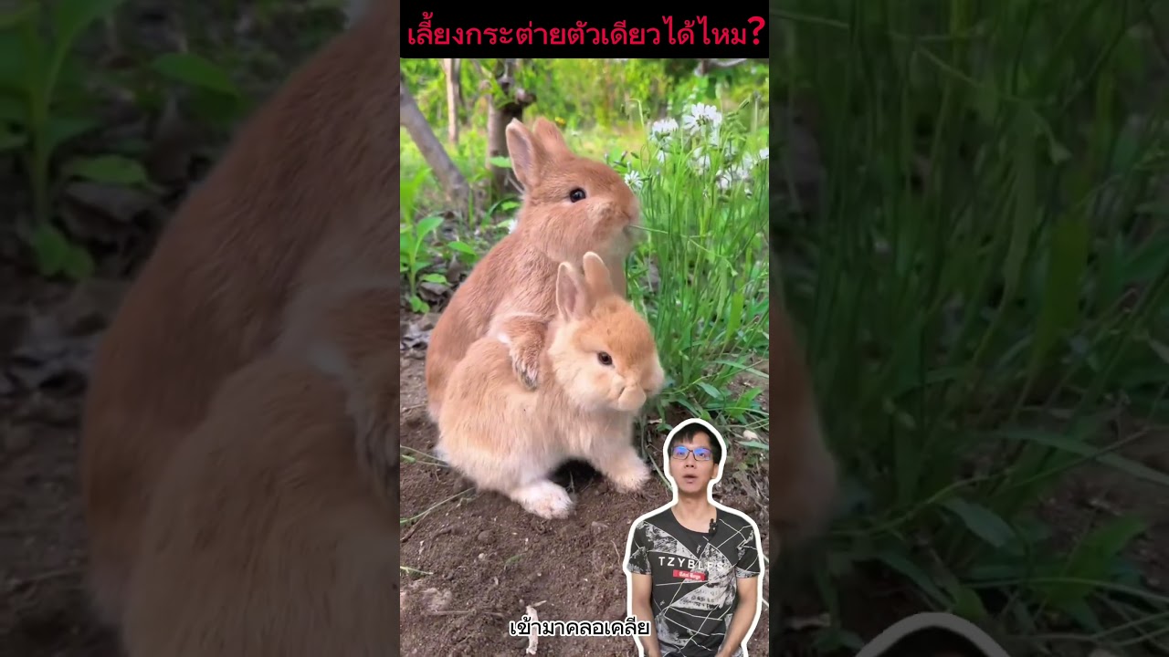 กระต่ายเลี้ยงตัวเดียวได้หรือไม่#ความรู้รอบตัว #สัตว์โลกน่ารัก#เรื่องกระต่าย