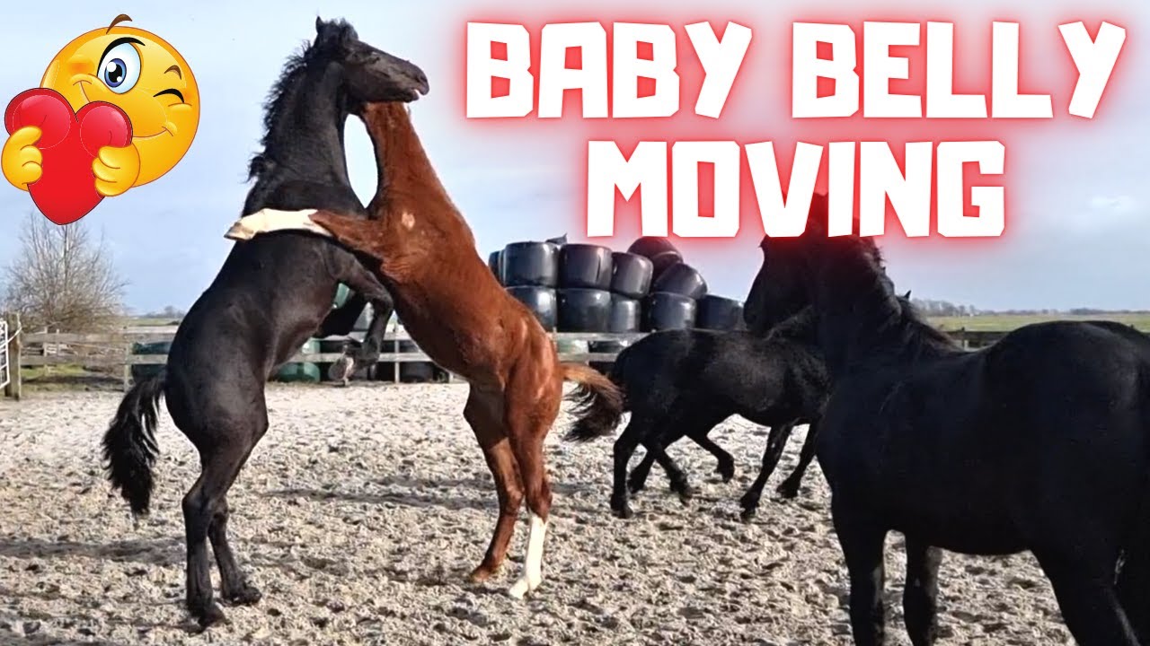 Foal is moving in baby belly. Last time Rising Star⭐ and the others | Friesian Horses