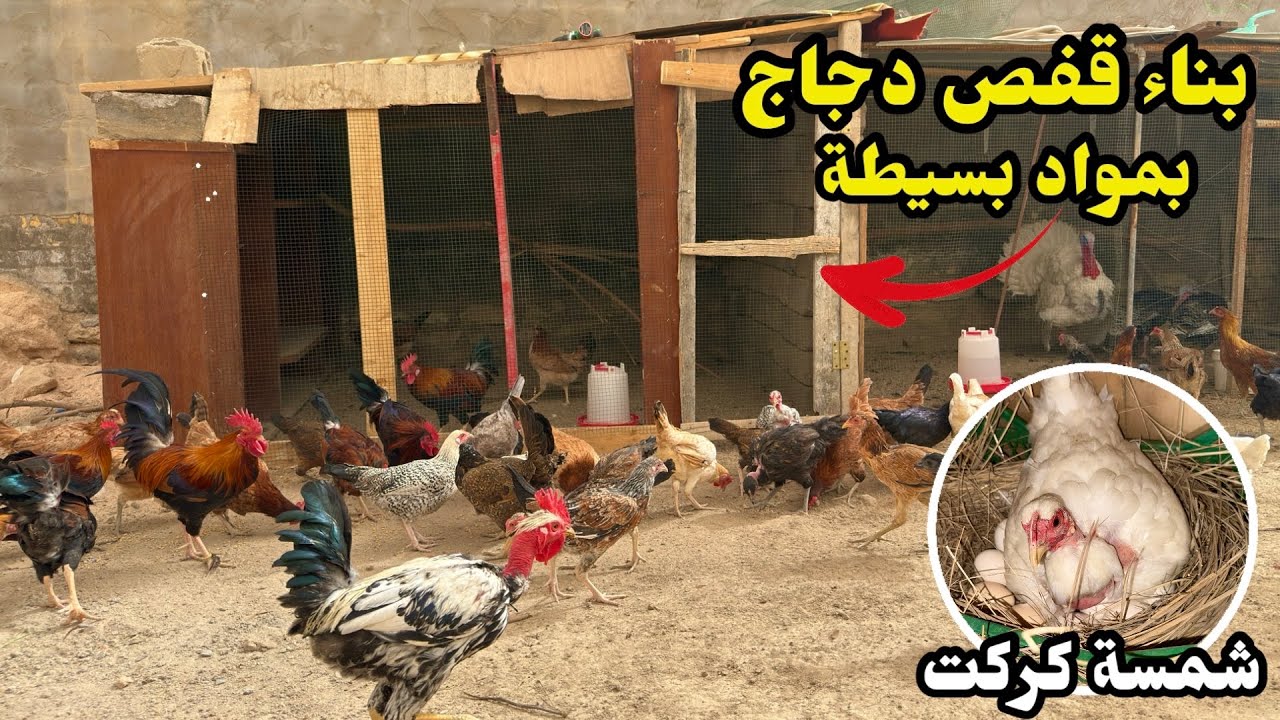 سويت قفص للدجاجات الكوتيات🐓 اجواء المزرعة بالعاصفة 🌪️