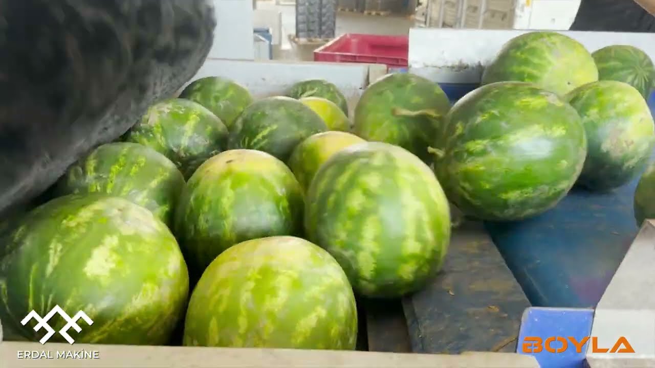Boyla Sorter Watermelon Sorting and Packaging Machine