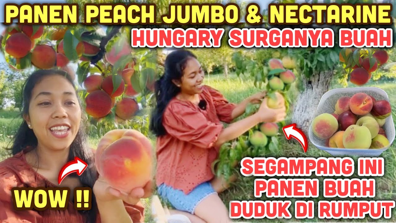 PANEN 2 JENIS PEACH DAN NECTARINE HUNGARY SURGANYA BUAH MELIMPAH POHONNYA PENDEK BIKIN KALAP PETIK