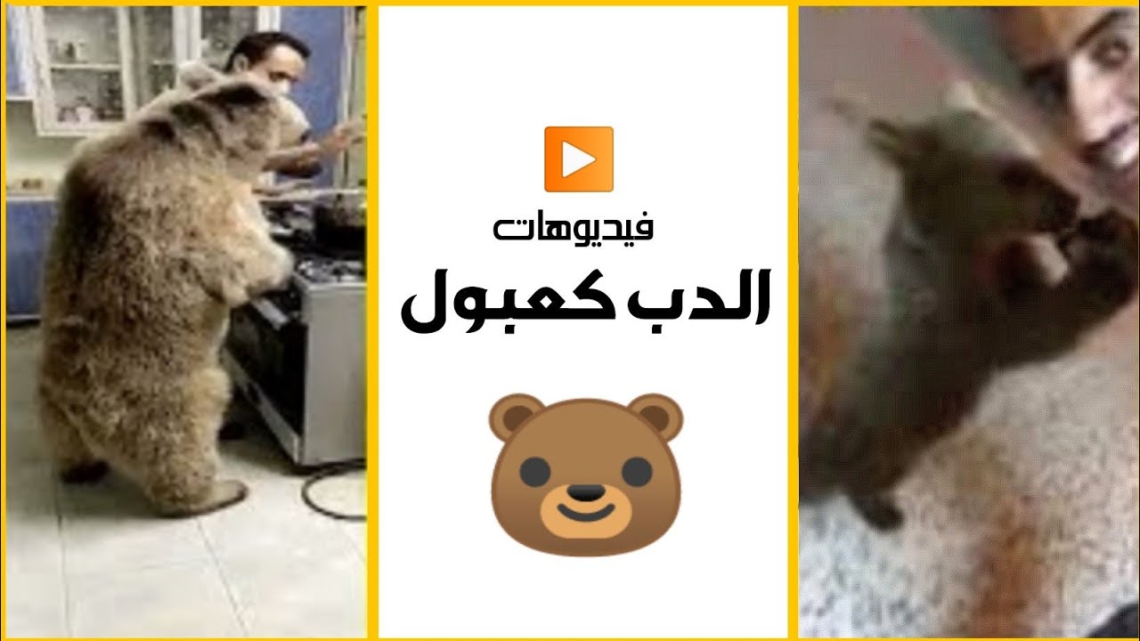 جميع مقاطع الدب كعبول وأسامة الدغيري 🐻😍 #ترند_السعودية