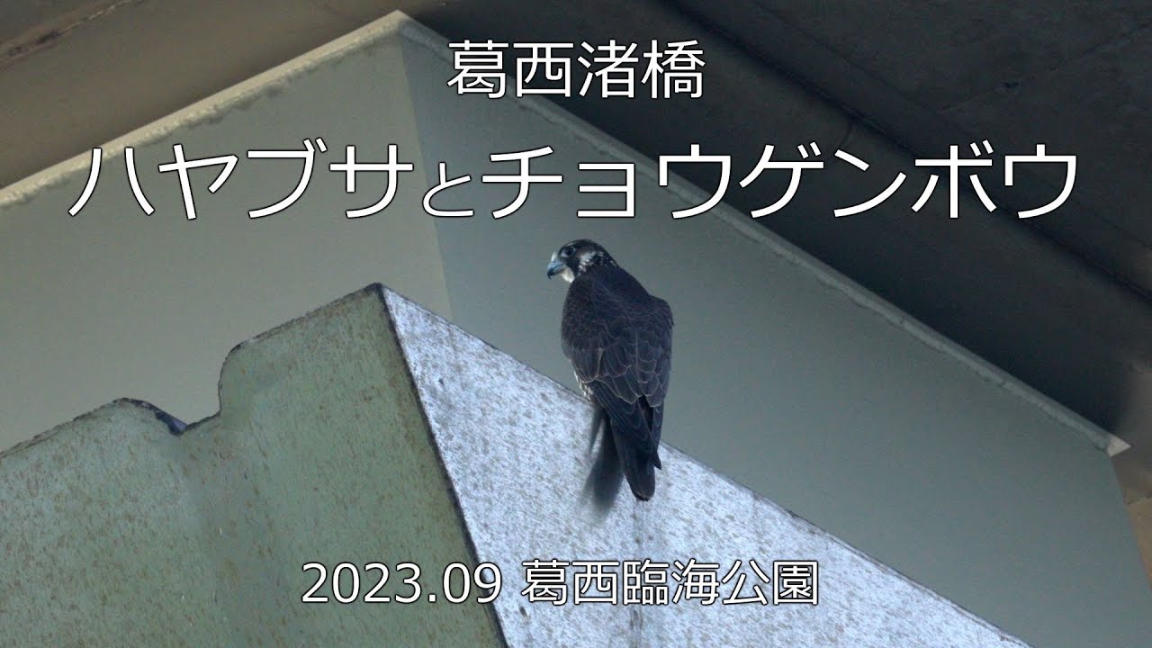 橋の上から獲物探し　ハヤブサとチョウゲンボウ　2023.09　葛西臨海公園　葛西渚橋
