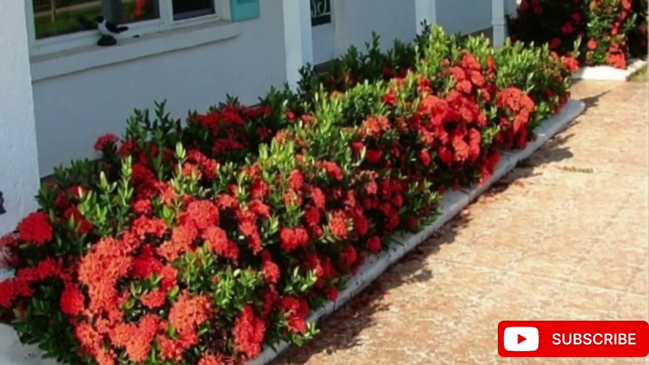නිවසට සිරිකත කැන්දන වාසනා ගස් 5ක් 🌿 | Vastu & Sinhala Astrology Tips