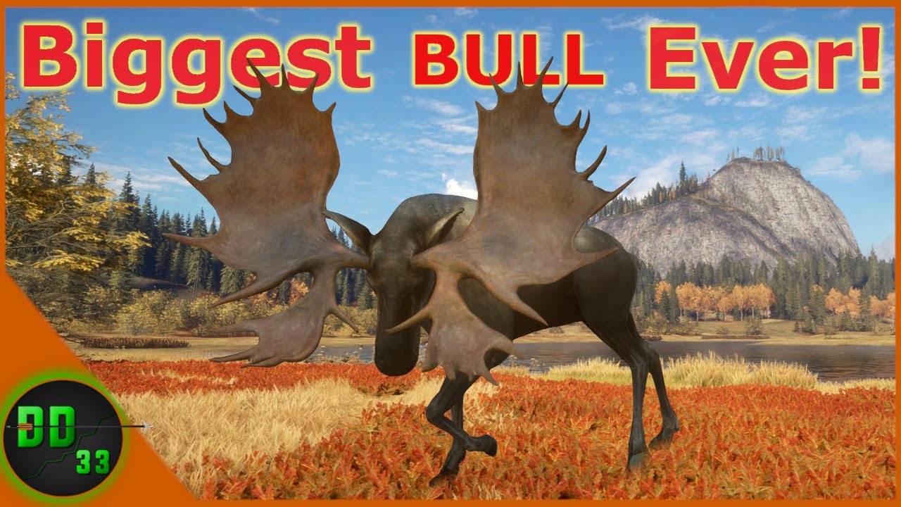 The Biggest Diamond Moose I've Ever Seen! Call Of The Wild