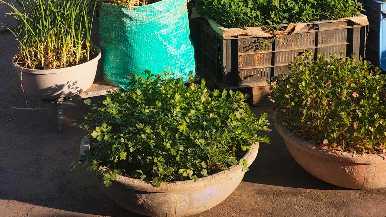 Fun Food and Gardening  is live