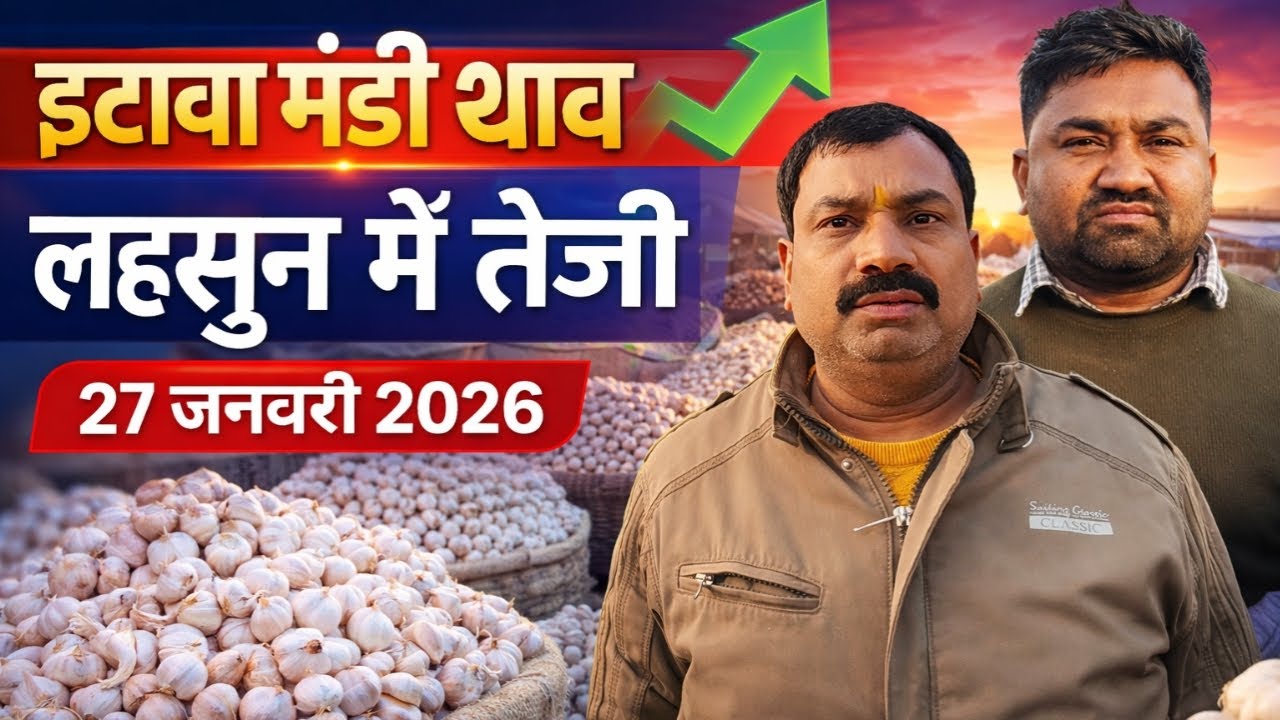 इटावा मंडी भाव 🧄 | लहसुन में जबरदस्त तेजी | 27 जनवरी 2026|आज का लहसुन भाव इटावा मंडी से 📈