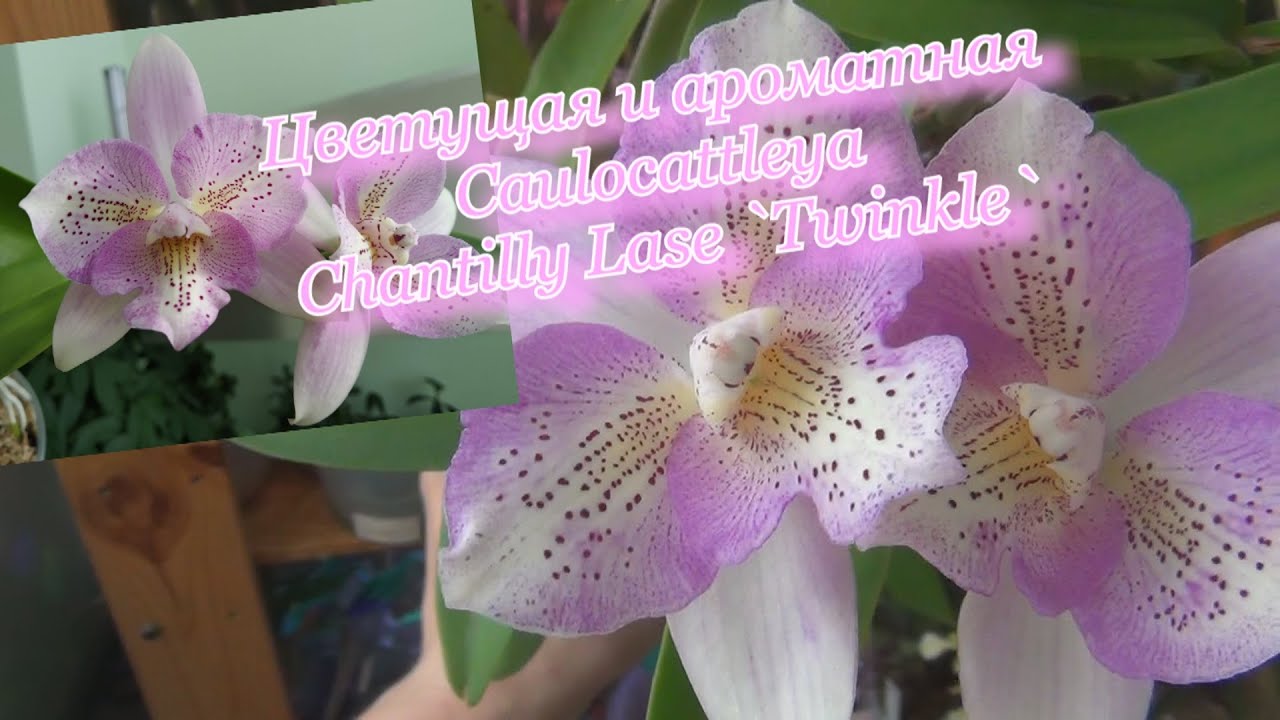 Цветущая орхидея Caulocattleya Chantilly Lace 'Twinkle'/Шантильские кружева. Второе цветение. Уход.