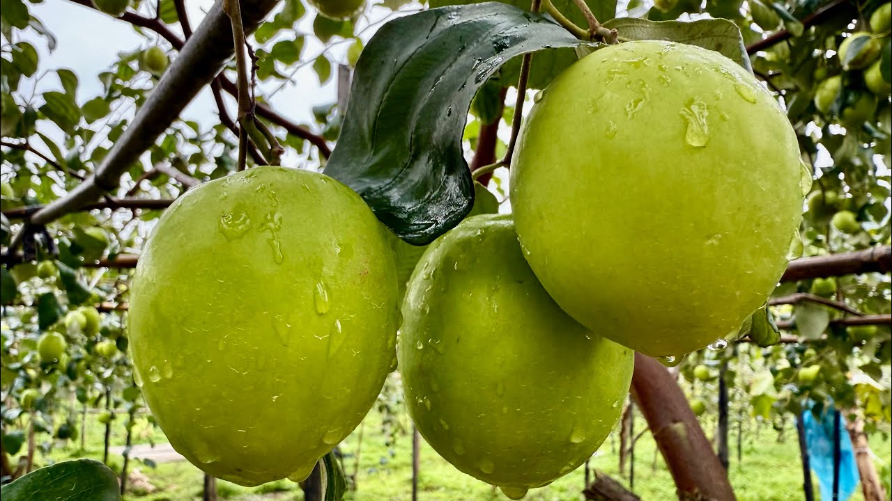 Chia sẻ cách chống  Nồm quả thối trên Táo CÔNG TY SILIC TÂN PHÁT đang phát trực tiếp!