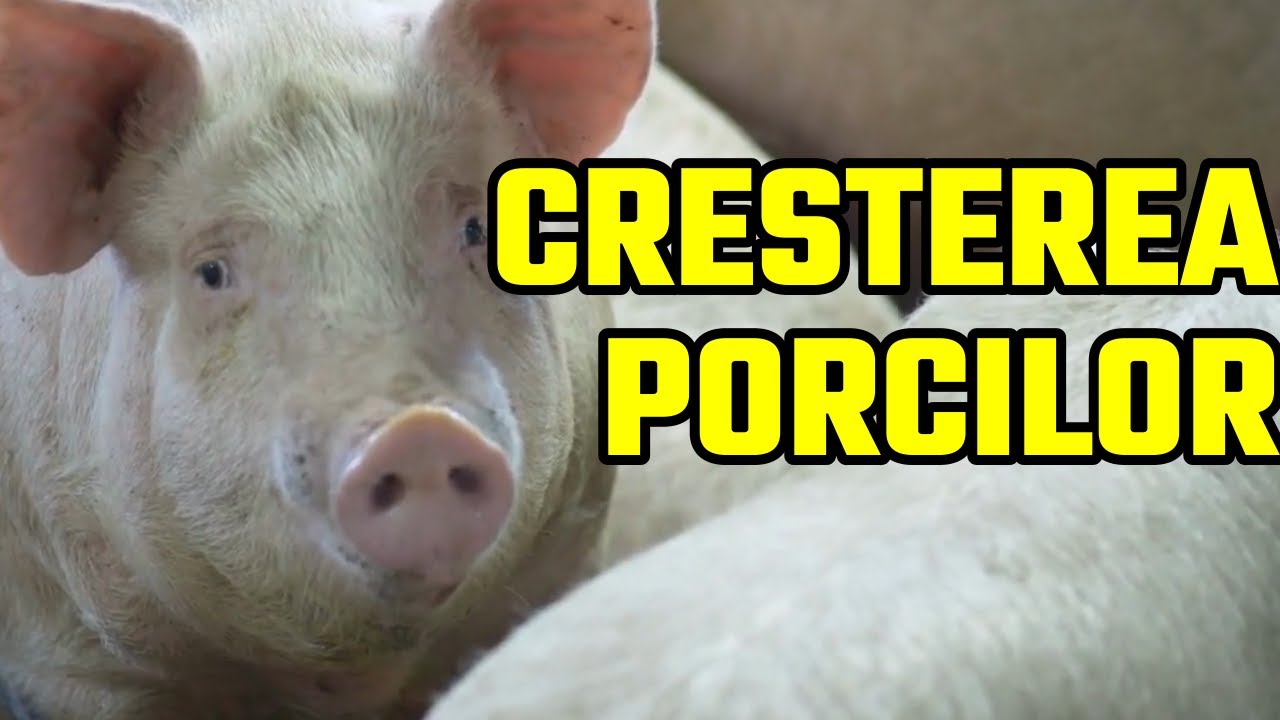 Cresterea Porcilor in gospodarie conditii necesare pentru o buna productivitate