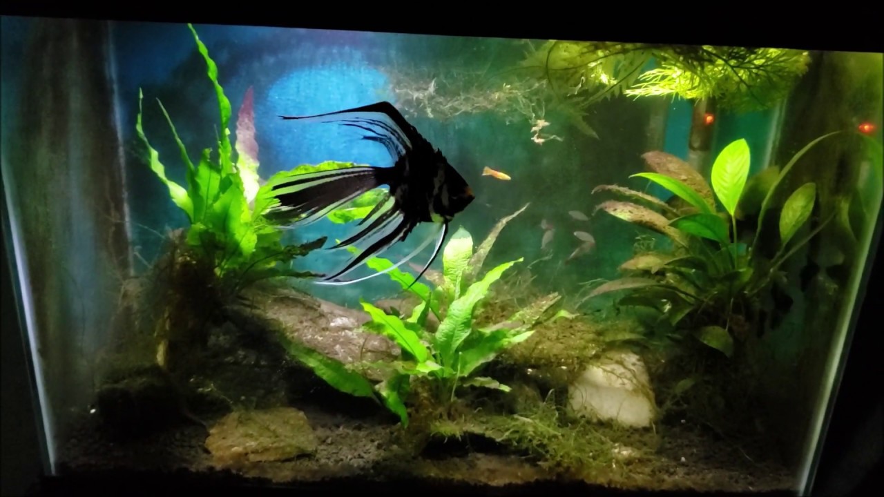 20 Gallon Aquarium With Angelfish Gets Some Maintenance