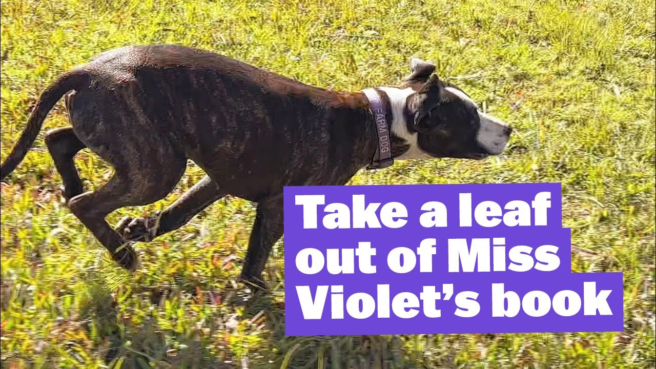Take a Leaf out of Miss Violet’s Book