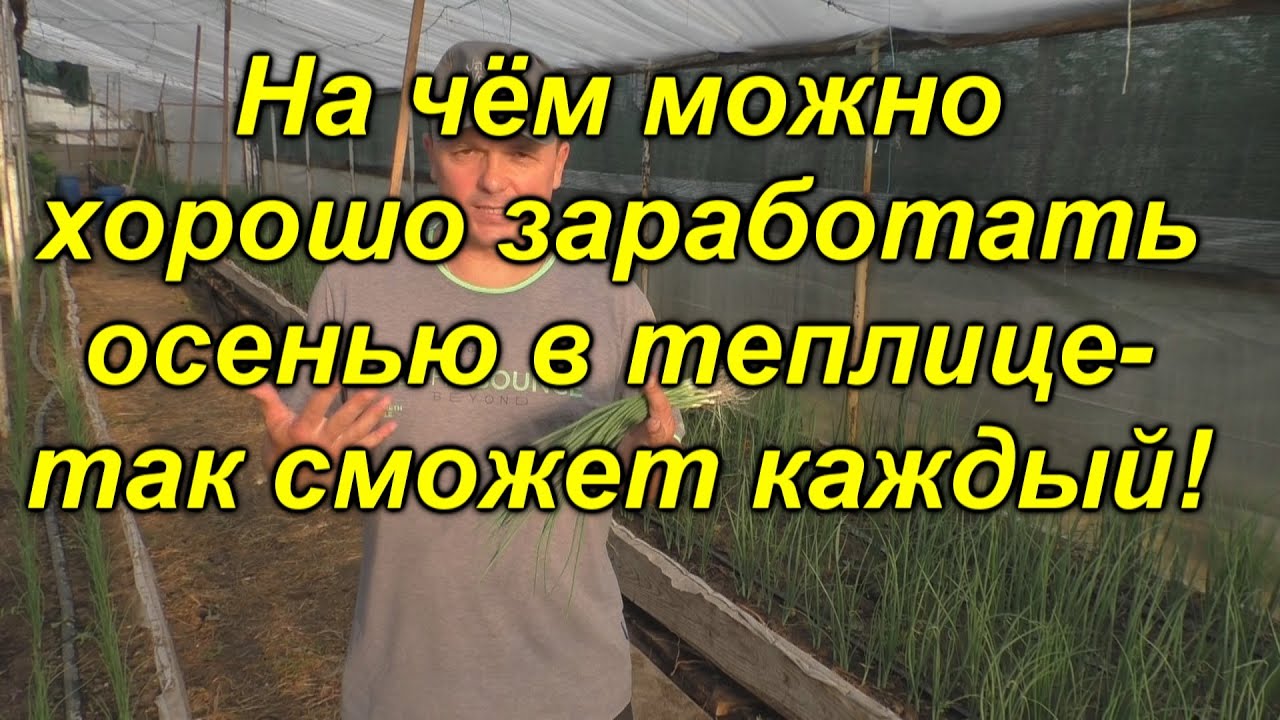 Отличная бизнес-идея осеннего выращивания лука на перо из семян!