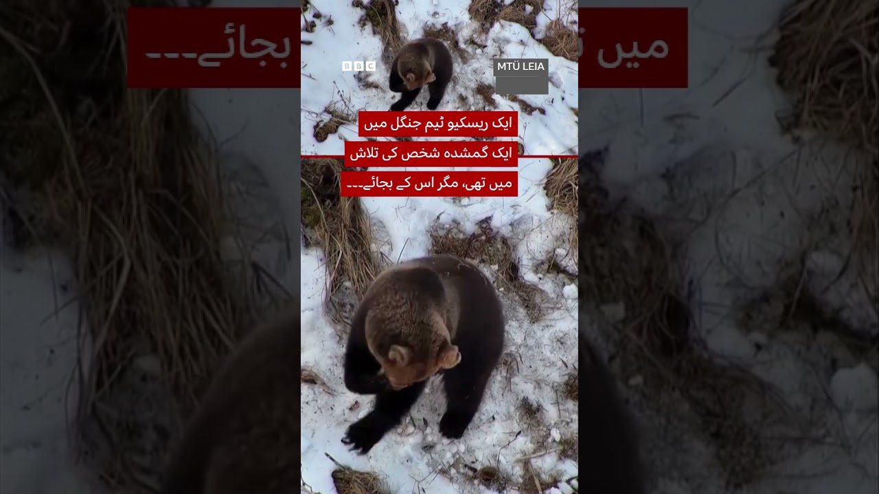Search drone captures bear waking from hibernation - BBC URDU