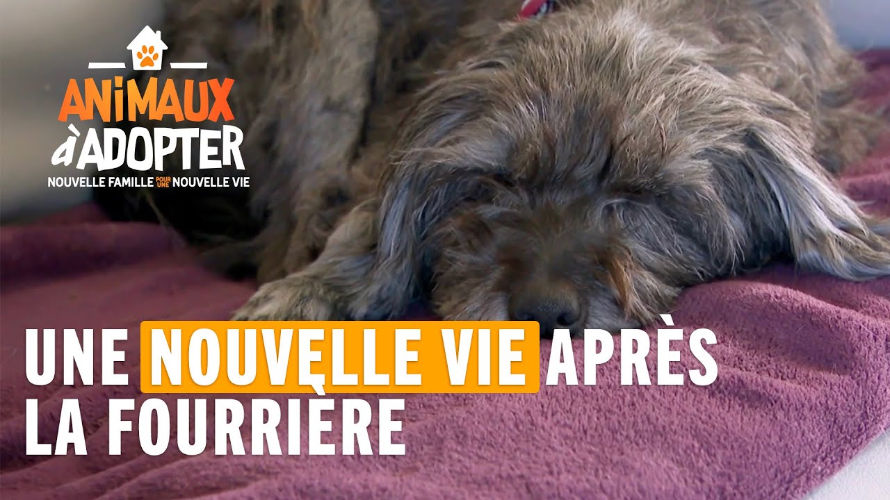 Un nouveau départ pour Christie - Animaux À Adopter