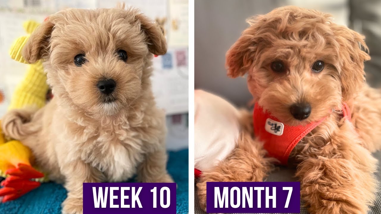 Maltipoo Puppy Growing Up! | Week 10 to Month 7 | Puppy Transformation