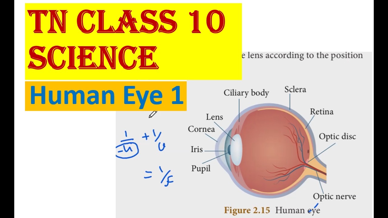 TN Class 10 Science Human Eye 1