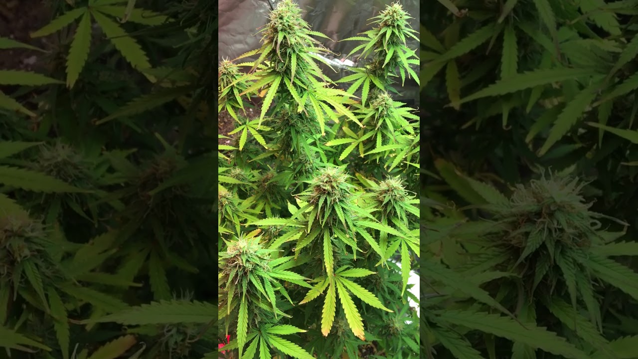 Lemon haze auto