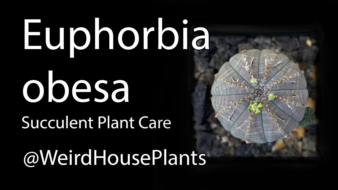 Euphorbia obesa Care