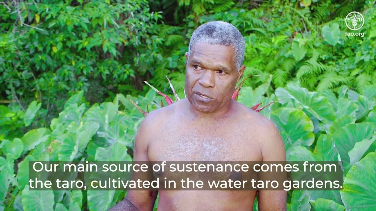 FAO Version Vanuatu Water Taro irrigation