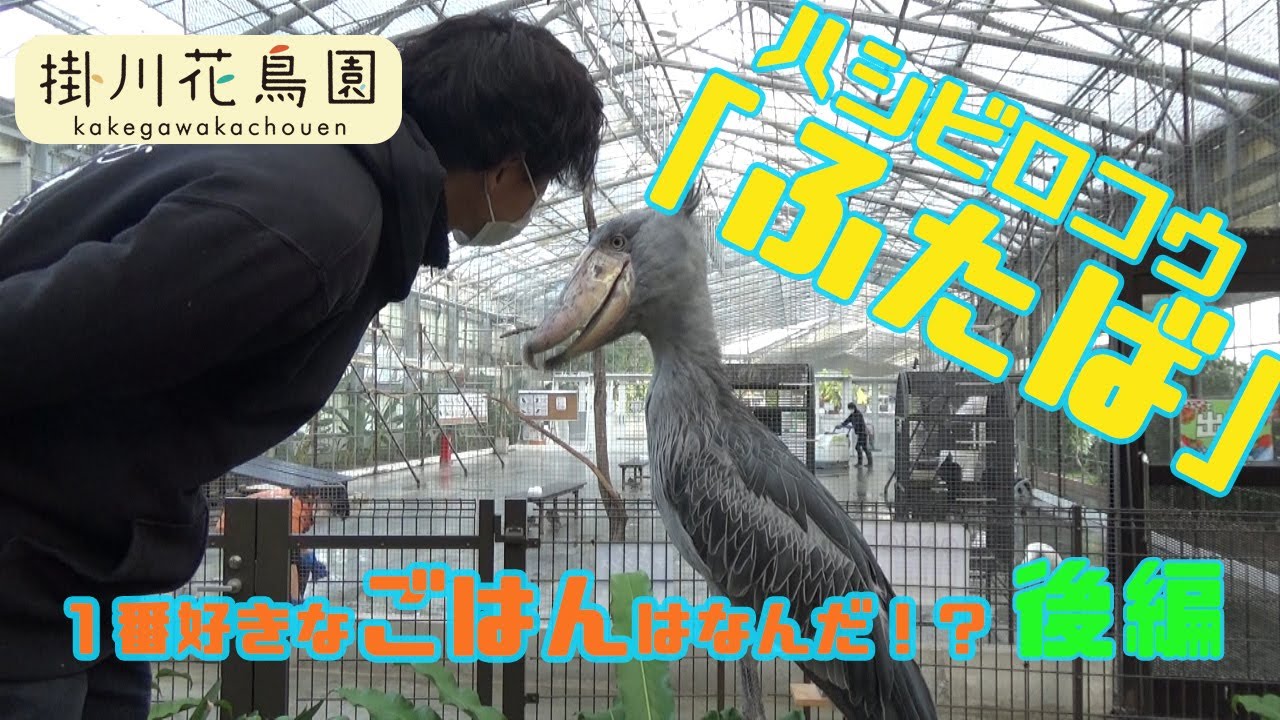 ハシビロコウ「ふたば」の１番好きな魚選手権～後編～　【掛川花鳥園公式】