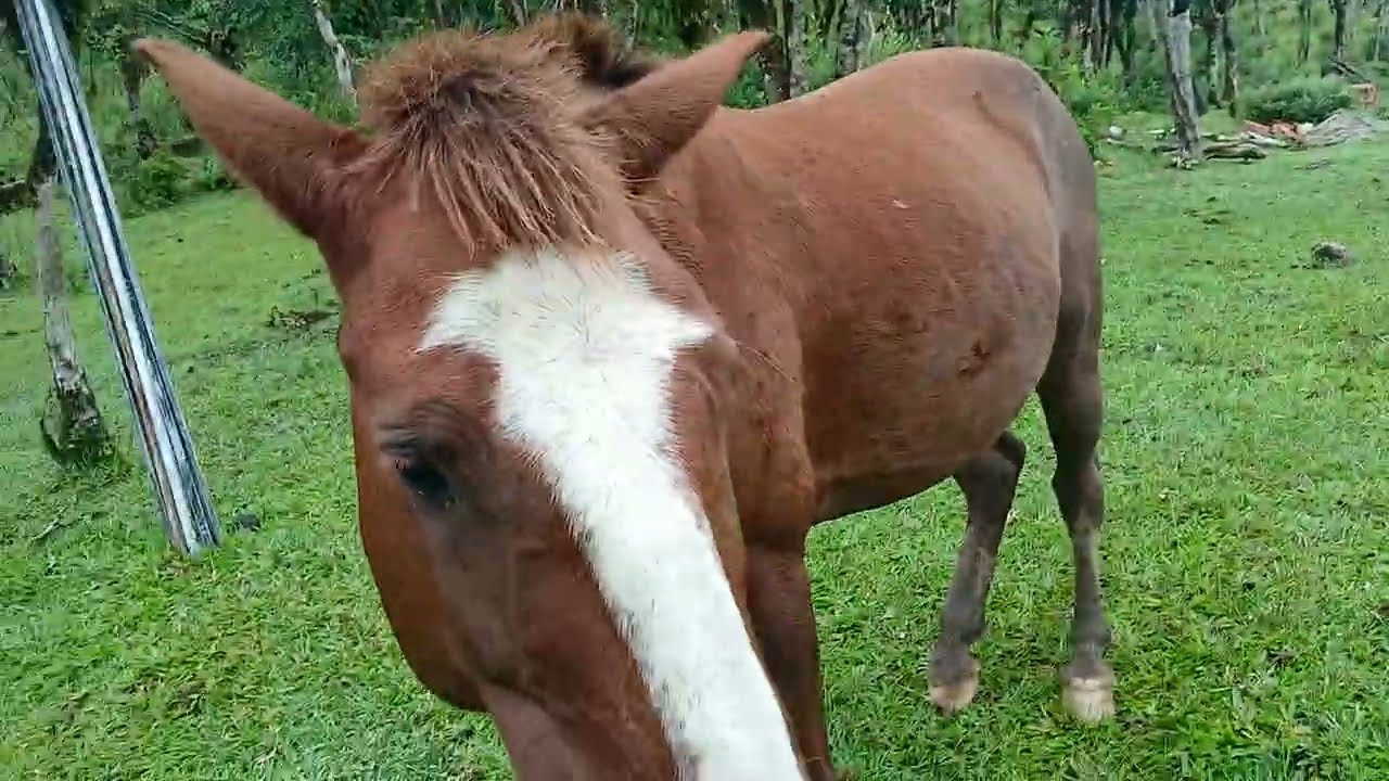 REFRIGERAÇÃO DANI NO SÍTIO PARAÍSO; LOGO EU VOU SIMULAR UNS CONSERTOS AQUI! JUNTO COM OS ANIMAIS!