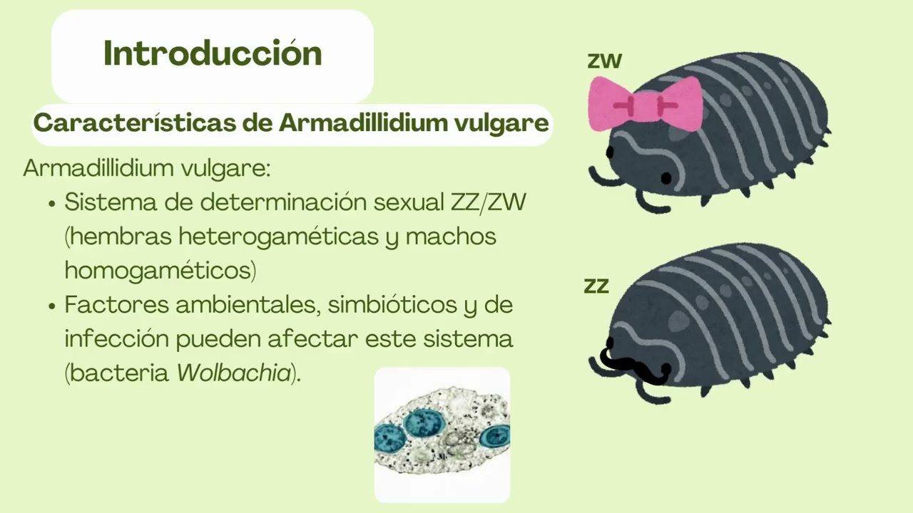 Determinación del sexo en Armadillidium vulgare