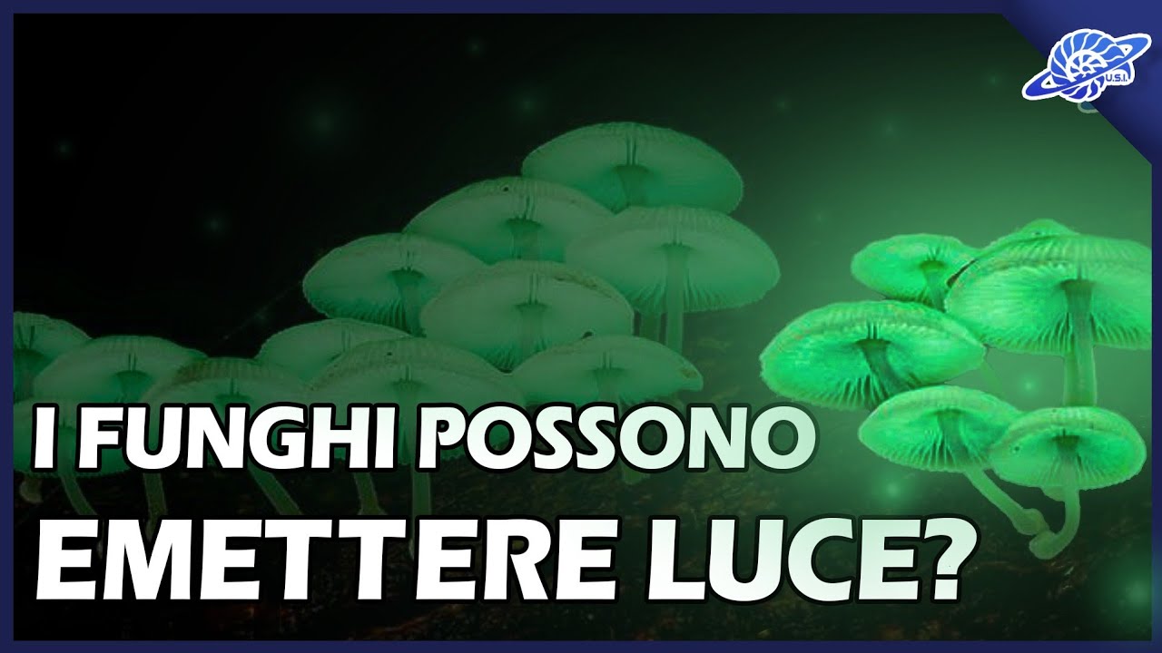 I Funghi possono Emettere Luce?