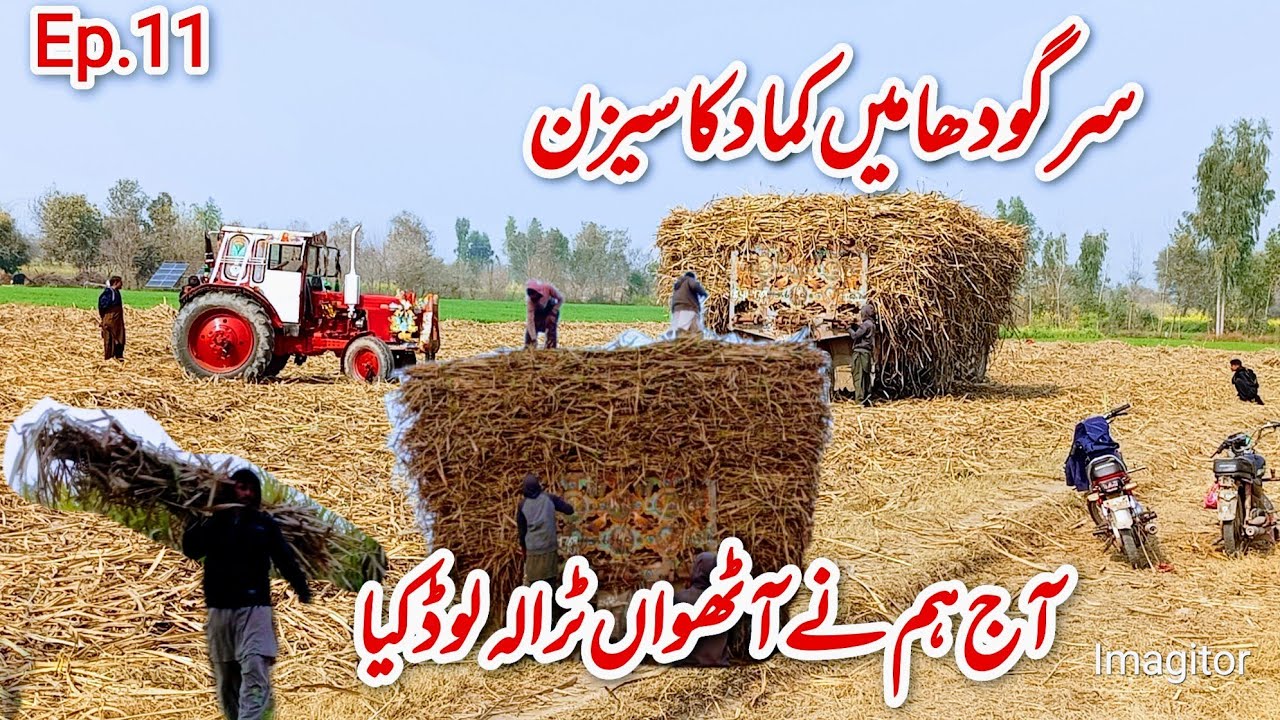 Sargodha me kamad ka season aj hm ne 8 no trala load kia 