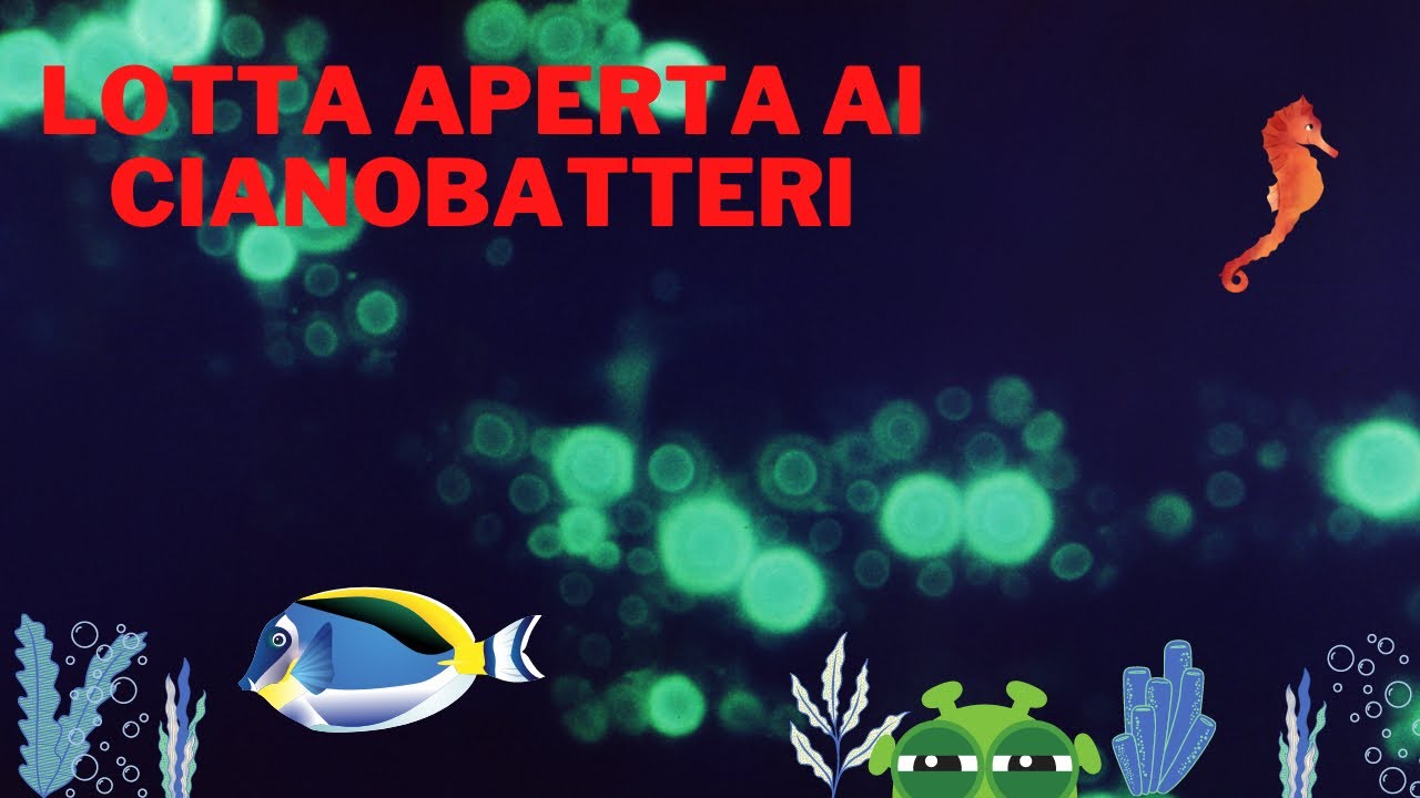 Eliminare i Cianobatteri in acquario marino (Nano Reef da 50 litri)
