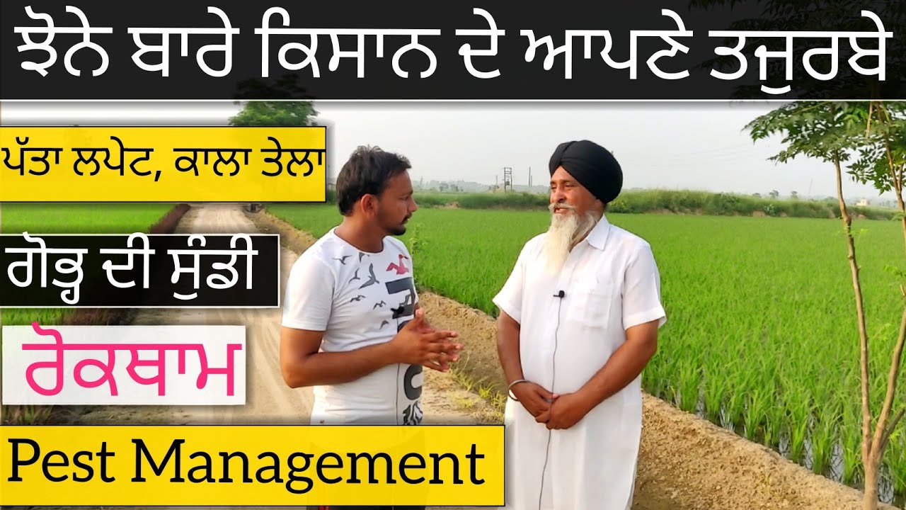 Leaf folder, stem borer and Hoppers in paddy crop(Farmer's experience)