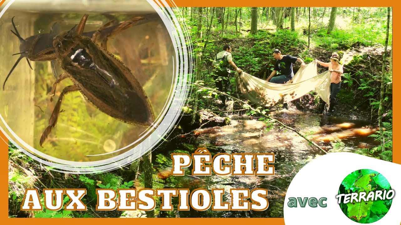 Visite guidée des étangs forestiers pour insectes et amphibiens...avec Terrario!