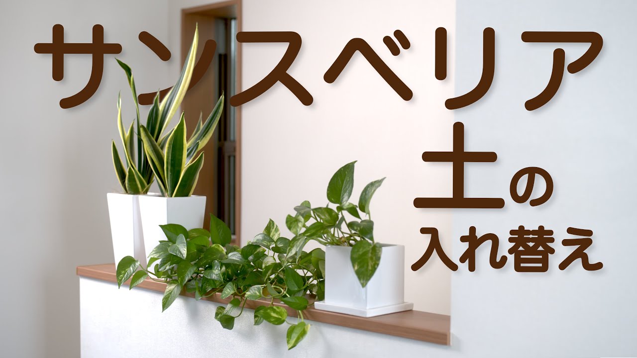 マイナスイオン効果抜群！！【サンスベリア】土の入れ替え