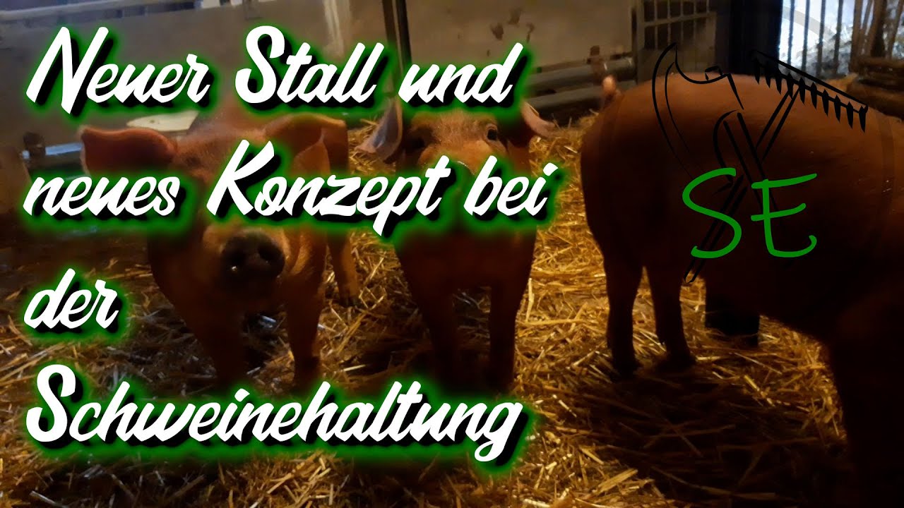 Neuer Stall und neues Konzept bei der Schweinehaltung