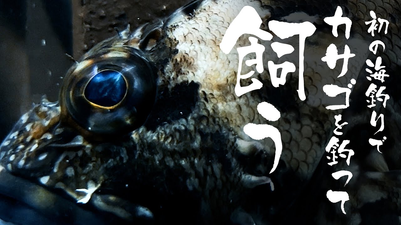 【釣って飼う】東京湾で釣ったカサゴを飼う【若洲海浜公園】