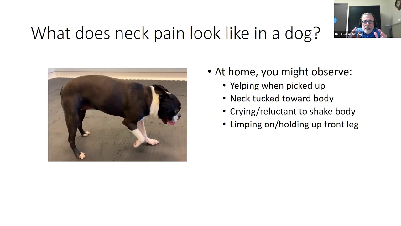 Spinal cord issues in dogs and cats presented by Drs. Alistair McVey & Susan Arnold - VMC AHES