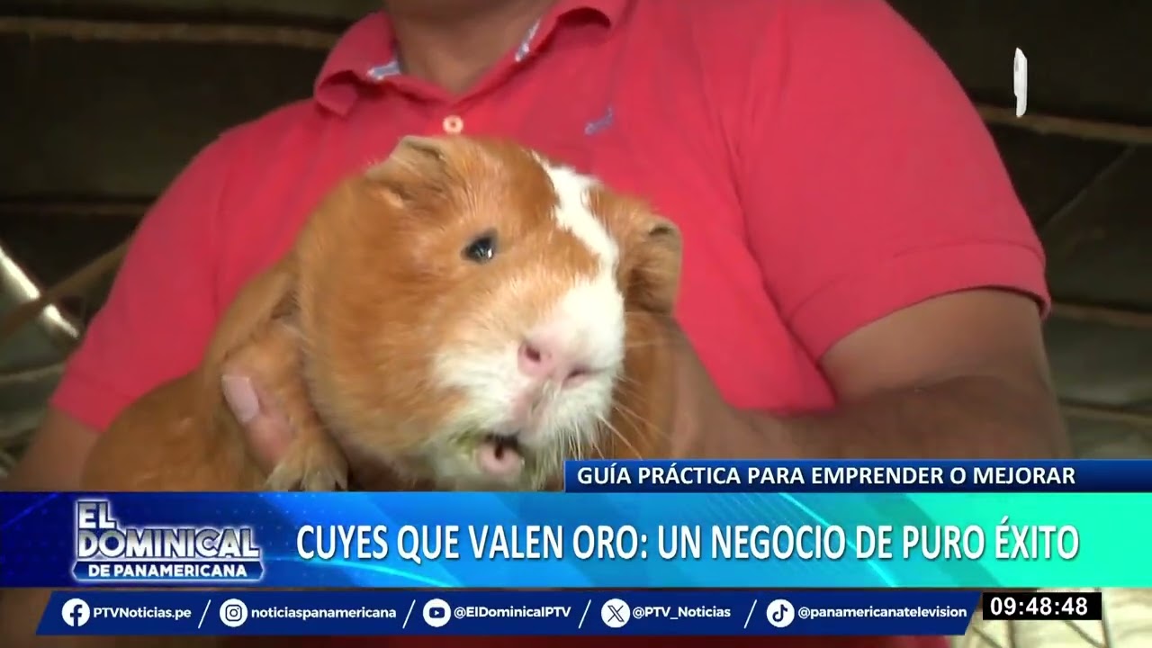 Crianza de cuyes: conozca más sobre la rentabilidad de este negocio en el Perú