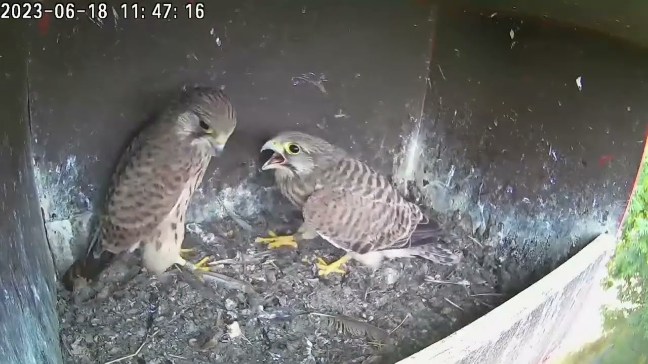 TORENVALK NESTKAST CAMERA:  Alleen in de kast  (KESTREL NEST BOX CAMERA: Left alone in the nest box)