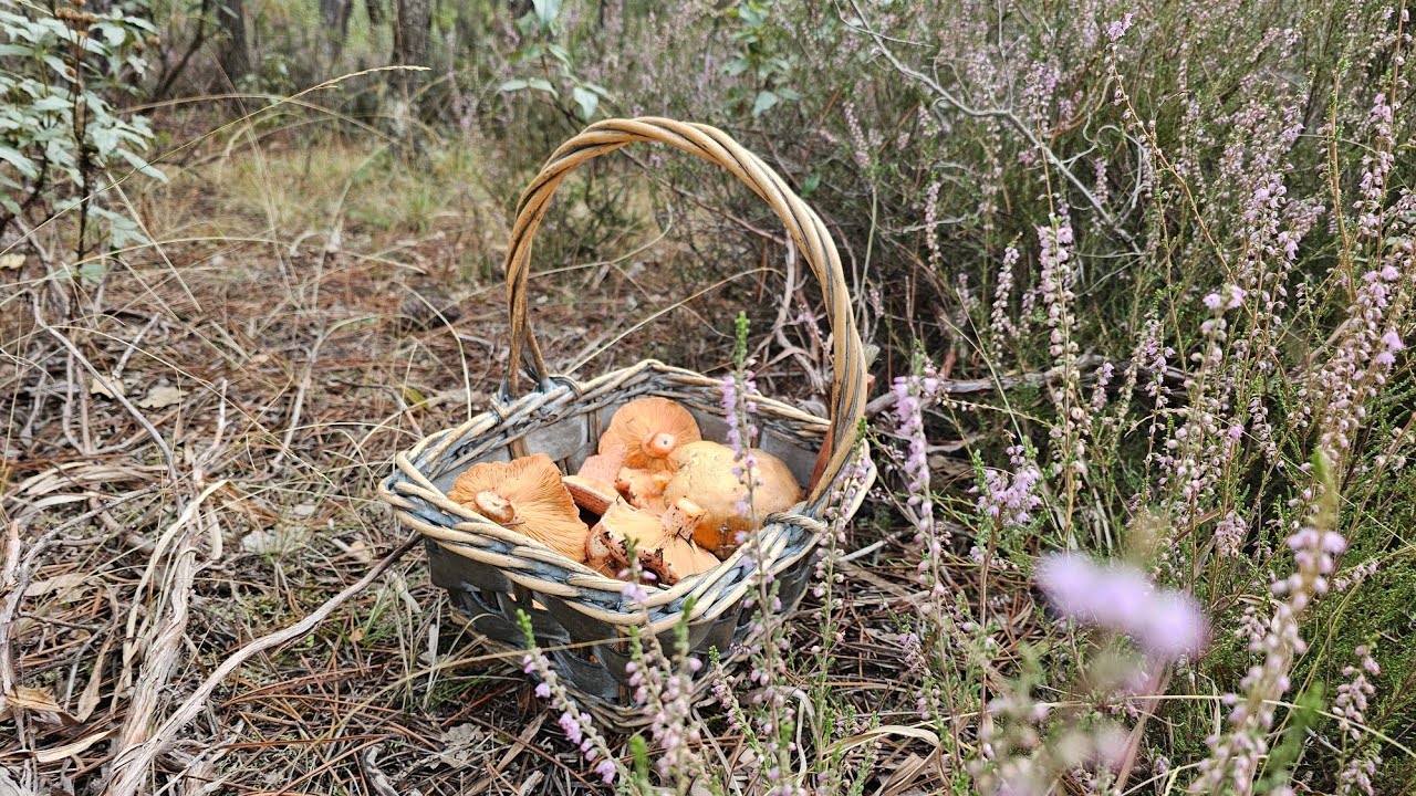Niscalos Fresquisimos 🍄🍄🍄 y sorpresa de Boletus🍄!